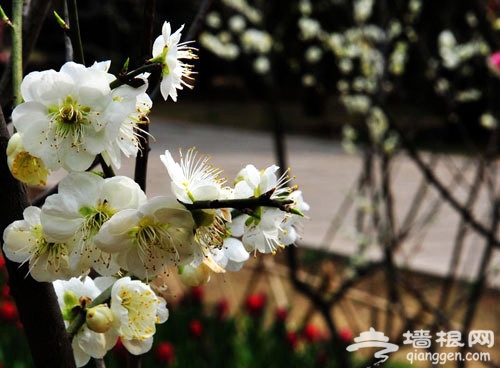 中山公園舉辦首屆梅蘭觀賞文化節 賞花指南