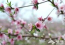 桃花海中享春意 京郊平谷賞花線路攻略