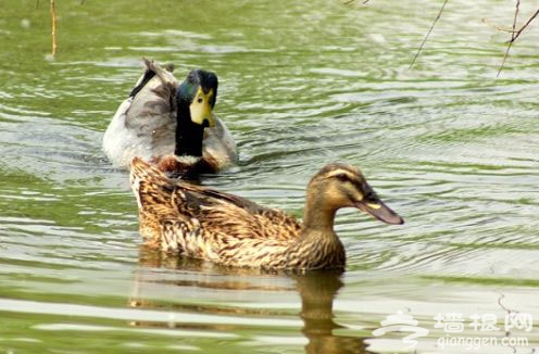 踏青北京翠湖濕地：燒烤 看鳥(圖)