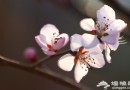 平谷：賞桃花