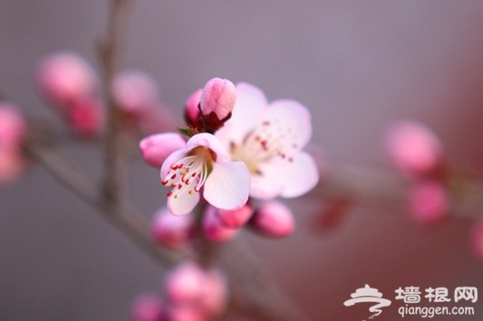 京郊賞花小攻略 春暖花香飄[牆根網]