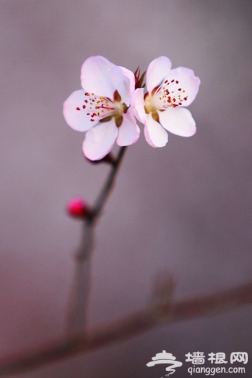 京郊賞花小攻略 春暖花香飄[牆根網]