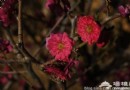 觸摸北京3月春色 賞花行攝全攻略