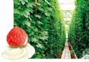 和草莓有個約會 2012京城草莓采摘攻略