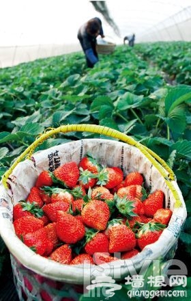 草莓奇緣 2012京城采摘攻略