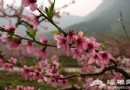 北京清明踏青賞花全攻略