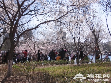 花叢深處覓清明 北京周邊踏青賞花去[牆根網]