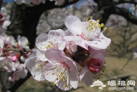 花叢深處覓清明 北京周邊踏青賞花去[牆根網]