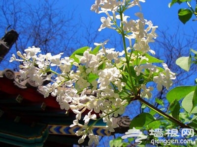 花叢深處覓清明 北京周邊踏青賞花去[牆根網]