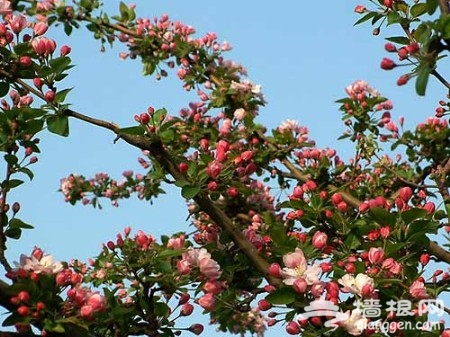 花叢深處覓清明 北京周邊踏青賞花去[牆根網]