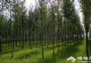 感受綠色 2012北京春季植樹全攻略