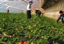 龐各莊鎮靜逸清采摘園
