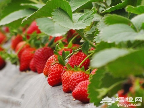 春日草莓別樣紅 撒歡大興草莓采摘農家樂