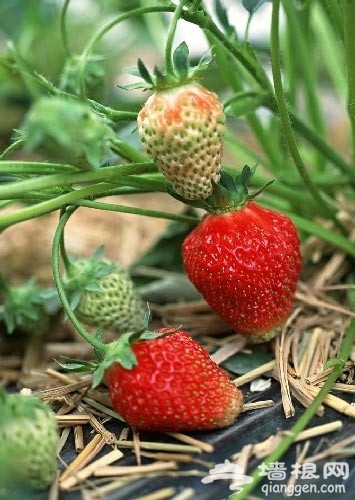 春日草莓別樣紅 撒歡大興草莓采摘農家樂