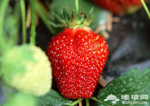春日草莓別樣紅 撒歡大興草莓采摘農家樂