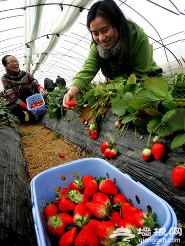 春日草莓別樣紅 撒歡大興草莓采摘農家樂