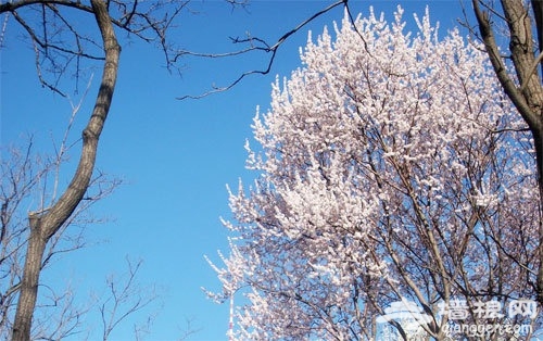 春季攝影好地方 北京玉淵潭公園拍櫻花[牆根網]