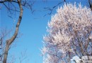 春季攝影好地方 北京玉淵潭公園拍櫻花