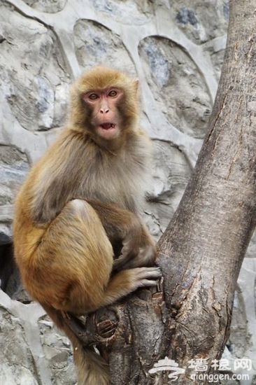 新浪旅游配圖：北京房山上方山的猕猴 來源：彥睿的新浪博客
