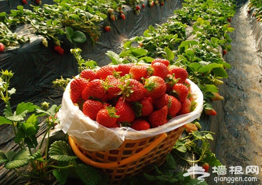 冬天裡的一點紅 京郊草莓采摘攻略