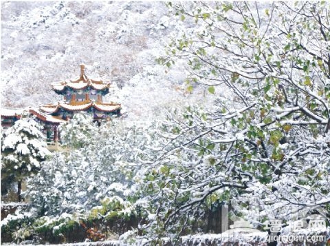 白雪壓在樹枝上，形成白綠相間的獨特雪景。