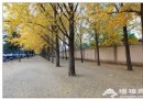 “冬眠”前的撒歡 北京晚秋浪漫遛彎地