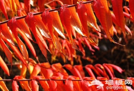 秋游門頭溝:妙峰山觀紅葉 百花山賞野花(圖)