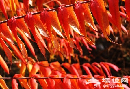 秋游門頭溝：妙峰山觀紅葉 百花山賞野花(圖)