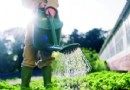 白領爭當“都市農民” 菜園子搞“灰機”