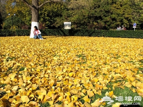 北京大學銀杏 北京大學銀杏