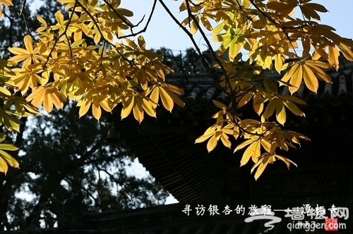 潭柘寺銀杏 潭柘寺銀杏