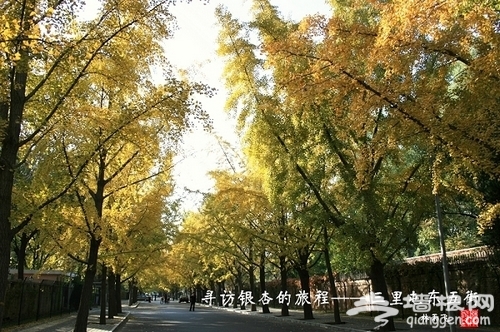 三裡屯 銀杏 三裡屯 銀杏
