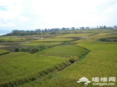 靠著稻草人吹風唱歌 京郊稻田游玩攻略