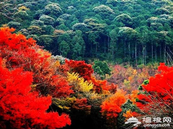 找尋北京最美秋色:香山紅葉絢比二月花(圖)
