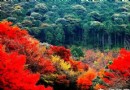 找尋北京最美秋色：香山紅葉絢比二月花