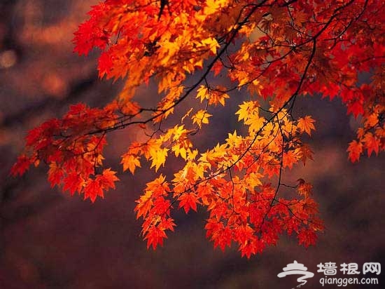 找尋北京最美秋色:香山紅葉絢比二月花(圖)