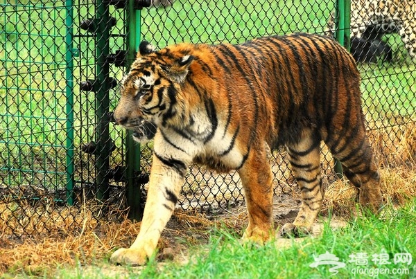 北京野生動物園