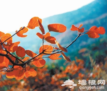 第23屆香山紅葉文化節2011年10月12日開幕