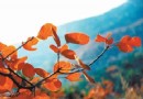 第23屆香山紅葉文化節2011年10月12日開幕
