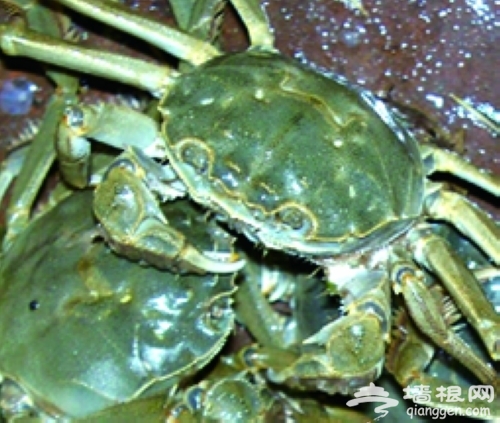 爽蟹 爽蟹