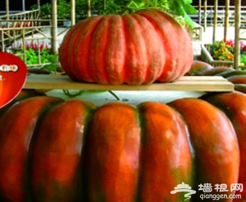 南瓜園 南瓜園