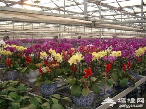 花卉觀賞 花卉觀賞