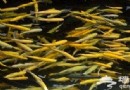 秋季周末京郊六種玩法
