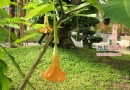 北京世界花卉大觀園 園中賞花好去處