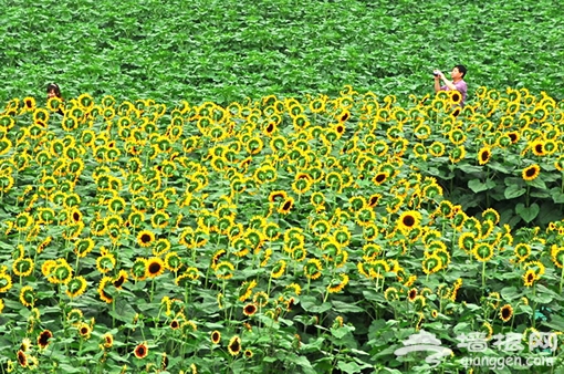 花的世界裡有你和我 攝影:李志明 花的世界裡有你和我 攝影:李志明