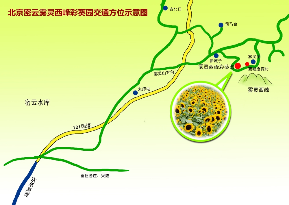 濃艷向日葵裝點京郊秋色 霧靈西峰彩葵園攻略[牆根網]