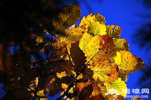 一覽秋日美 京郊爬山賞紅葉6大好去處(圖)