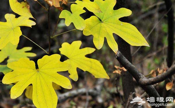 一覽秋日美 京郊爬山賞紅葉6大好去處(圖)