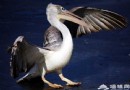 和小動物交朋友 北京三大動物樂園游玩指南