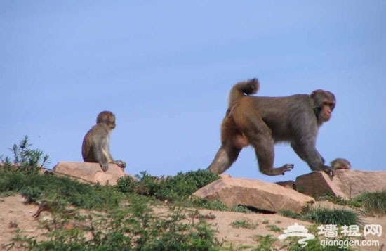 和小動物交朋友 北京三大動物樂園游玩指南